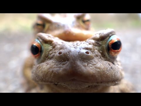 Kröten Augen Frösche Reinhardswald