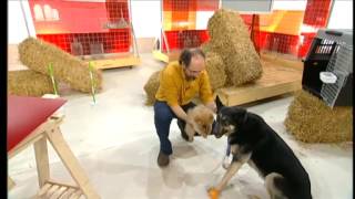 Ensinistrar gossos sense castigar-los