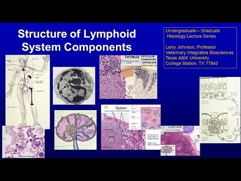 17. Structure of Lymphoid Components Lecture