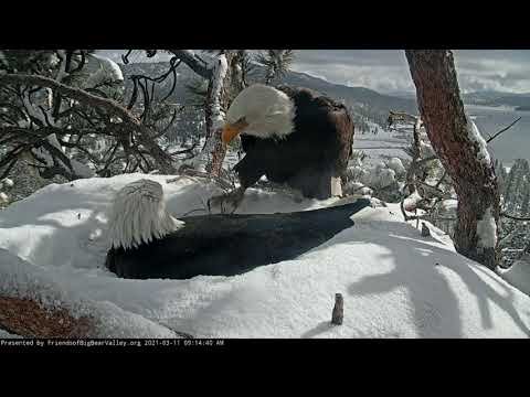 Pair of bald eagles exchange incubation duties at their snow-covered nest