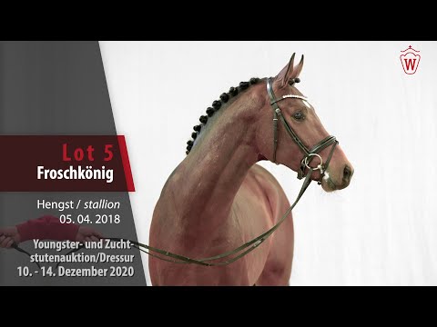 Youngster- und Zuchtstutenauktion/Dressur Lot 5 Froschkönig Hengst v. Fürstenball - Belissimo M