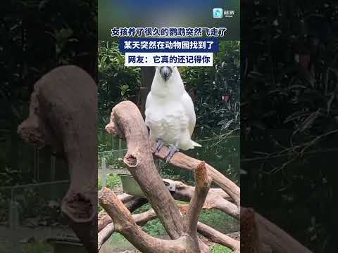 女孩養了很久的鸚鵡突然飛走了，某天突然在動物園裡找到了#正能量#鸚鵡#寵物