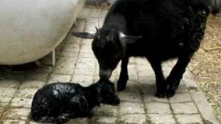 preview picture of video 'GRANJA LAS GOLONDRINAS MARGARITAS CAMALU Cabrita pigmea recien nacida. New born Pygmy Goat'