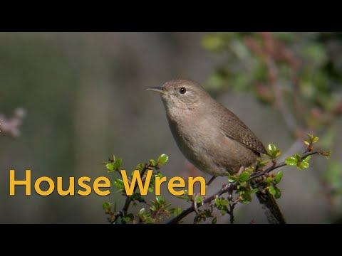 House Wren: Controversial Character