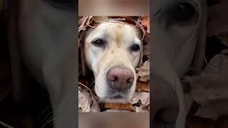 Cachorro Fofo se Esconde para Ficar com o Pai 🐶❤️