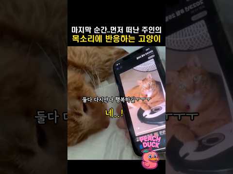 마지막순간..먼저 떠난 주인의 목소리에 반응하는 고양이 ㅜㅜ