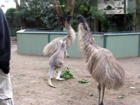 Kangaroo vs Emu: FIGHT!