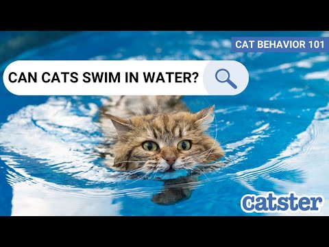 Can Cats Swim In Water?  | CAT BEHAVIOR 101