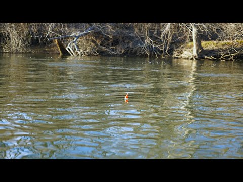 Centerpin Steelhead BOBBER DOWNS! - March 2021