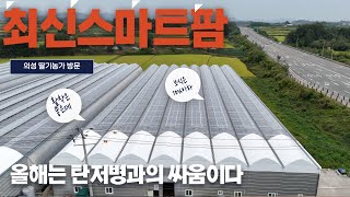 올해 전국적으로 딸기 탄저병이 문제라고 합니다
