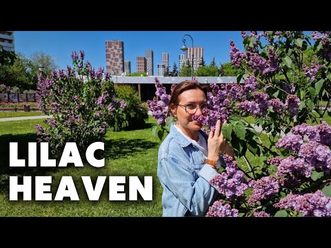 I Went to a Russian Lilac Garden on International Lilac Day