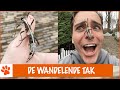 Dit is een tak vol verrassingen! | DierenpraatTV