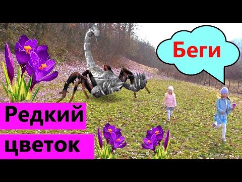 Дети нашли сказочное поле красивых ЦВЕТОВ. Редкий ЦВЕТОК Шафран