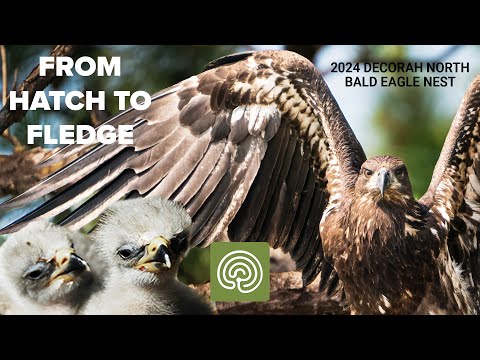 An Eaglet From Hatch to Fledge In 10 Minutes!