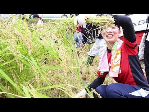 稲刈り体験（食育実践演習）【HD】