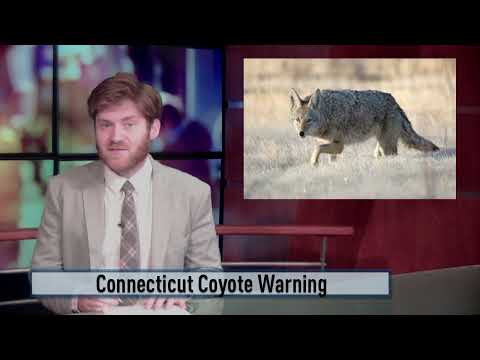 CT Coyote Warning
