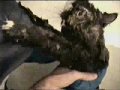 How to Wash A Cat 