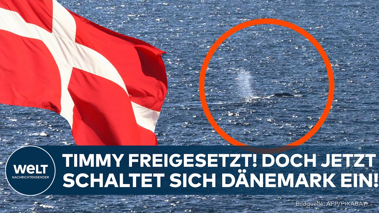 FALL TIMMY: Jetzt schaltet sich Dänemark ein! „Wale sollten nicht durch Menschen gerettet werden!“