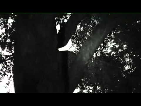 Karula Female Leopard Calling Cubs - Jan 31, 2011