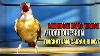 Download lagu PANCINGAN KAPAS TEMBAK MUDAH DIRESPON LAWAN | SUARA AMPUH mp3 Download lagu PANCINGAN KAPAS TEMBAK MUDAH DIRESPON LAWAN | SUARA AMPUH mp3