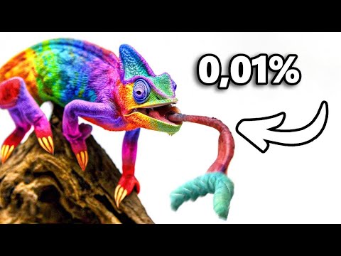 Adotei o Lagarto de Estimação Mais Raro