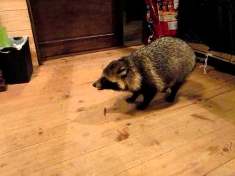 Tanuki (Raccoon dog)