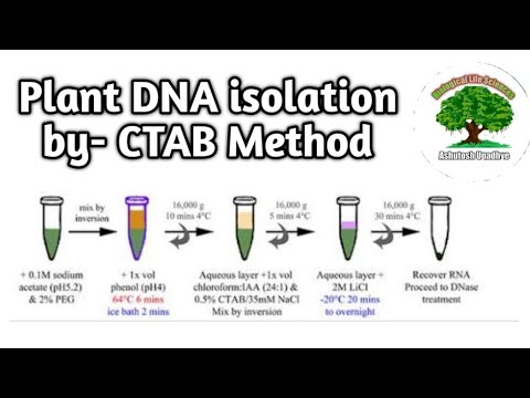 Plant DNA extraction by CTAB Method