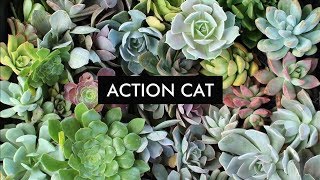 ACTION CAT - GERARD WAY (Lyric Video)