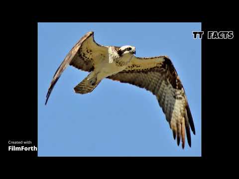 The Osprey Bird