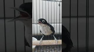 Download lagu Pancingan Suara Rambatan Doraemon mp3