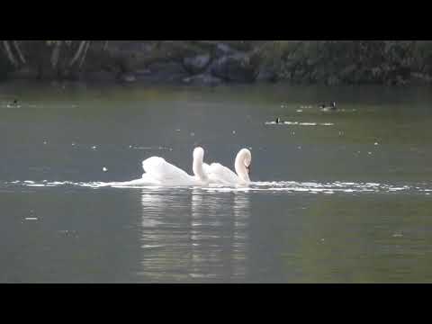 Hochzeitswalzer am Zeller see