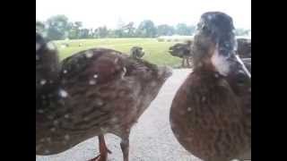 preview picture of video 'The Ducks'