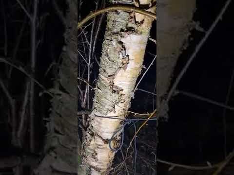Correct Method To Collect Birch Sap WITHOUT Harming The Tree #birchsap #birchtree #tappingtrees