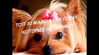 #16 ТОП - 10 маленьких собак которые не линяют и гипоаллергенные