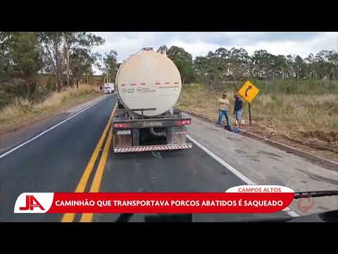 Campos Altos: Caminhão que transportava porcos abatidos é saqueado