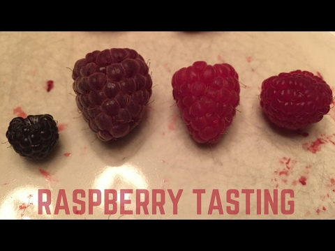 download lagu mp3 mp4 How Does Raspberry Taste, download lagu How Does Raspberry Taste gratis, unduh video klip How Does Raspberry Taste