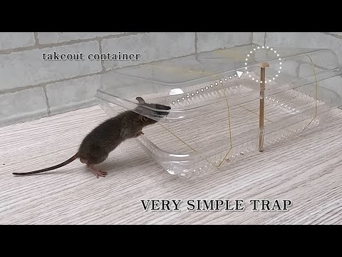 Very simple mouse/rat trap