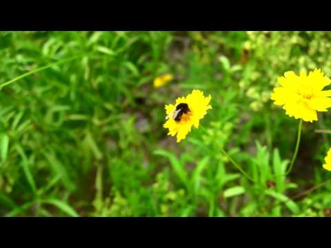 Sony A6500 120 fps slow motion test  Honey bee's journey
