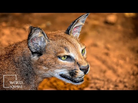 Caracal A small cat that can run up to 50 miles per hour