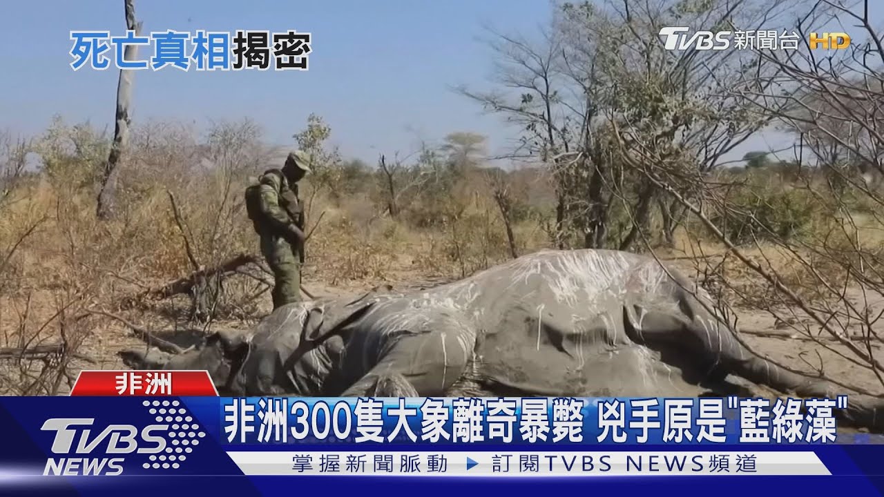澳洲270領航鯨擱淺 非洲三百隻大象離奇暴斃