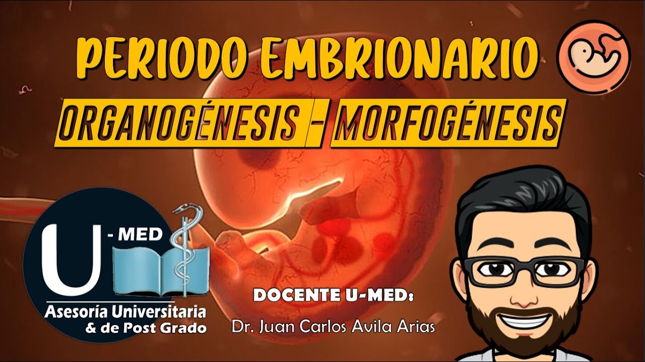 ✔TEMA#7 PERIODO EMBRIONARIO (ORGANOGENESIS Y MORFOGENESIS)