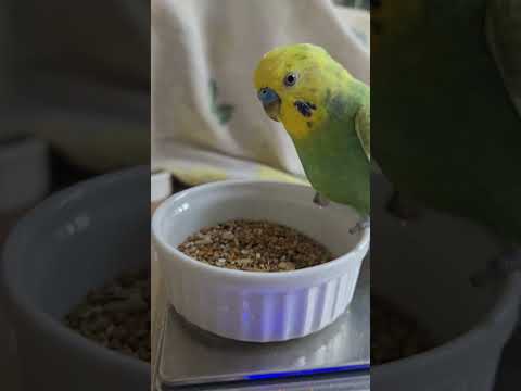 グアルバ グアルバ