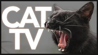 Cat TV: 10 Hours of Bird Watching, Forest Animals & Relaxing Music for Cats 🐦🌿 | Video for Cats