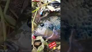 Download lagu Strike ikan louhan, pakai umpan dalam mp3