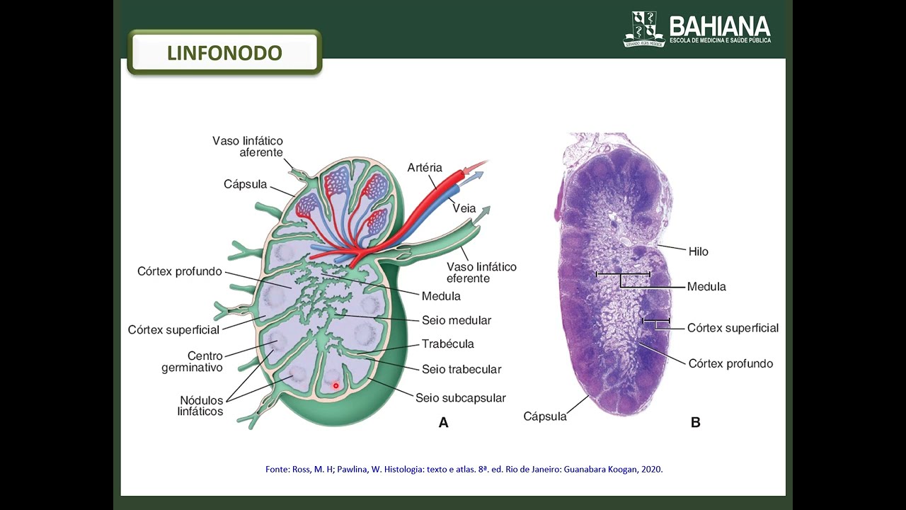 Aula - Tecidos/Órgãos Linfoides (Linfonodo)