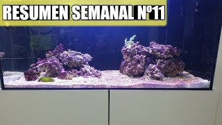 ✅Resumen semanal Nº11