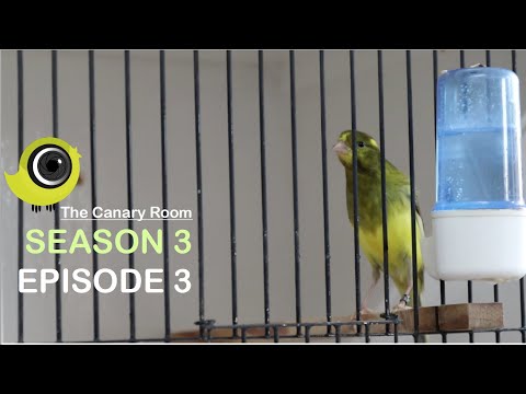 The Canary Room Season 3 Episode 3 (Full Episode)