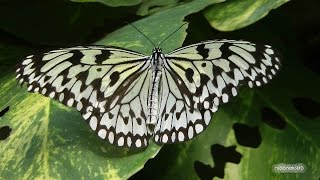 preview picture of video 'Le Papiliorama de Kerzers. Visite. Unique et fascinant pour toutes les générations.'