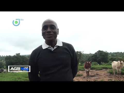 , title : 'AGRIMAG , Documentaire réalisé sur la production laitière au Cameroon'