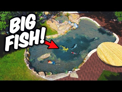 BEAUTIFUL Pool POND with BIG KOI